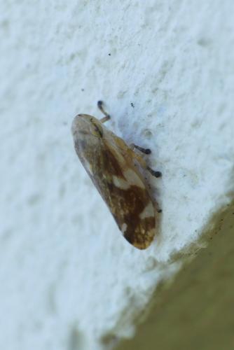 Philaenus spumarius